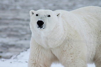 polar bear, close-up photography, white polar bear, natural icy habitat, majestic presence, wildlife photography, arctic animal, snowy landscape, wildlife close-up, bear in snow, polar bear close-up