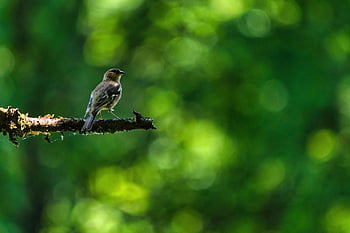 chaffinch, bird, perched, finch, animal, feathers, plumage, songbird, branch, beak, bill