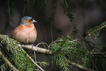 bird, common Chaffinch, chaffinch, wildlife, trees, forest, nature, conservation, finch, songbird, fir Tree