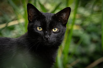 kucing, kucing hitam, alam, hewan, membelai, kucing rumahan, licik, mamalia, imut, potret