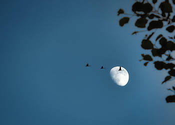 migratory Birds, cranes, moon, flock Of Birds, birds, flying, wildlife, natural Spectacle, heaven, swarm, flight Formation