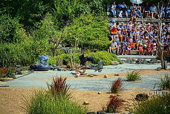bird Park, crowd, show, flamingos, birds, people, villars Les Dombes, france