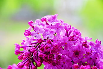 pink petaled flowers, selective focus, vibrant pink lilac, full bloom, lush green background, close-up flowers, pink lilac flowers, floral photography, nature photography, spring flowers, garden flowers