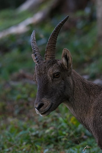 volně žijících živočichů, zvíře, alpský kozorožec, kozorožec, divoká koza, divoké zvíře, savec, steinbock, kytice, Příroda, kamenné kozy
