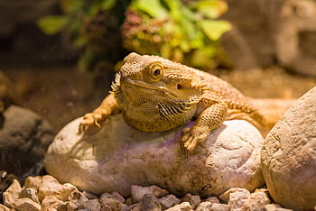 lizard, iguana, reptile, animal, dragon, exotic, head, nature, tropical, scaly, creature