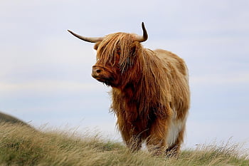 highland Cow, cow, cattle, animal, nature, bull, mountains, landscape, scotland, scottish, meadow