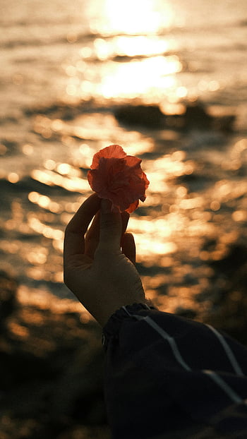 mano che tiene il fiore, tramonto sull'acqua, umore sereno, scena tranquilla, calda luce, effetto bokeh, fotografia naturalistica, immagine floreale, ambientazione esterna, momento di pace, riflessione del tramonto