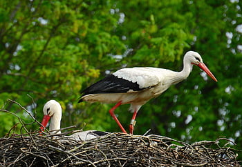 stork, wading Bird, nature, animal, nest, feather, plumage, beak, wildlife, long Leg, long Legged