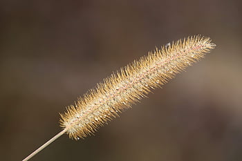 줄기, 잔디의 칼날, 자연, 목초, 닫다