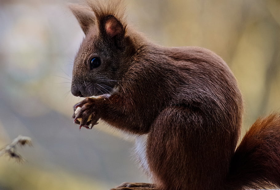 squirrel, mammal, fur, cute, wild, rodent