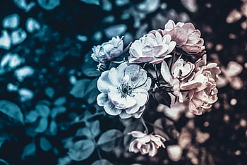 flower, vintage, flowers, beautiful Flowers, nature, flower Wallpaper, romantic, spring, floral, pink, summer