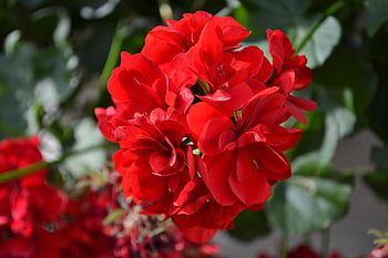 flower, garden, beautiful Flowers, flowers, nature, red, flower Background, flower Wallpaper, beautiful