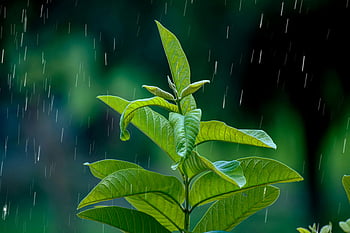 Nahaufnahme Foto, Pflanze, Makroaufnahme, lebendige grüne Blätter, Regentropfen, natürliche Schönheit, Frische, Grün, Naturfotografie, Outdoor-Szene, Blattdetails