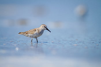 sandpiper, pták, zblízka, volně žijících živočichů, teleobjektiv, zoom, Příroda, venku, peří, bokeh, křídla