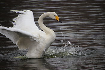swan, bird, lake, waterfowl, water Bird, aquatic Bird, animal, pond, white Swan, animal World, plumage