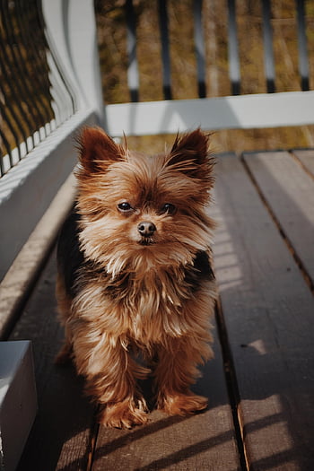 yorkie, valp, hund, Yorkshire Terrier, kjæledyr, dyr, ung hund, husdyr, rasekatt, canine, pattedyr