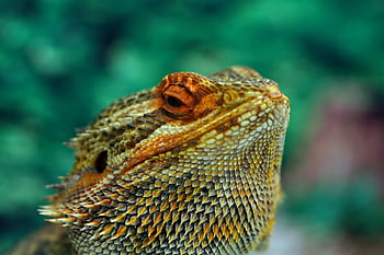Leguan, Reptil, Eidechse, Waage, Tier, Tierwelt, Natur, Fauna