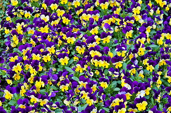 Mor ve Sarı Pansalar, Bahar çiçekleri, çiçek açan hercai menekşeler, mor hercai menekşe, sarı hercai menekşe, Pansies Alanı, canlı çiçekler, renkli çiçekler, bahçe çiçekleri, çiçek tarlası