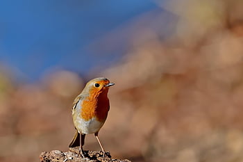 robin, bird, winter, songbird, close Up, bird Watching, ornithology, nature, wildlife, animal