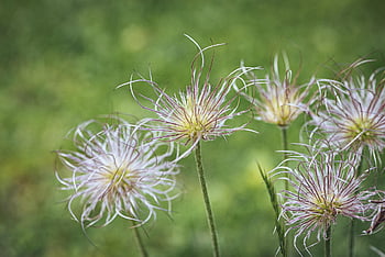 anemone, faded, spring, garden, nature, seeds, plant, ephemeral, close Up