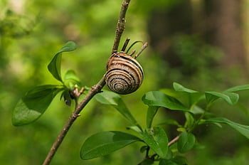 hlemýžď, Příroda, plži, měkkýš, zvíře, shell, zblízka