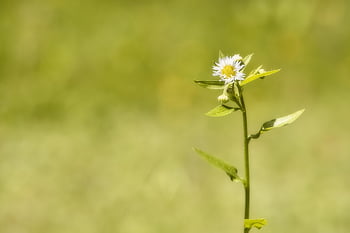 꽃, 꽃 벽지, 여름 초원, 꽃 초원, 목초지, 자연, 여름 꽃, 여름, 꽃 배경, 식물, 잔디