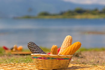 corn, yellow, food, nature, plant, agriculture, cereals, vegetables, eat, maize