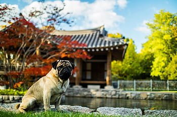 cane nel parco, Pug affascinante, giardino asiatico, fogliame autunnale, stagno, Pug seduto, Bellissimo autunno, scenario del giardino, Pug di Pond, foglie d'autunno, architettura tradizionale