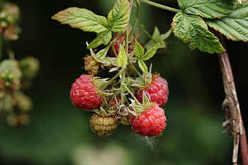 raspberries, fruit, plant, leaves, food, shrub, edible