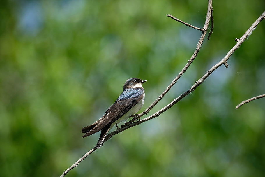 swallow, bird, branch, tree Swallow, songbird, small Bird, animal, perched, plumage, nature, wood