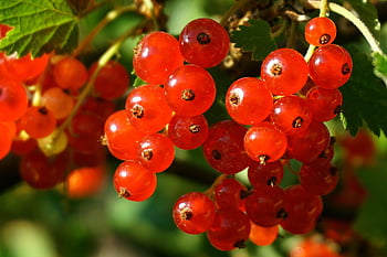 rybíz, Červené, červený rybíz, bobule, zralý, vitamíny, jídlo, čerstvý, ovocný keř, ovoce, zdravý