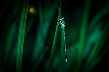 vážka, hmyz, makro, křídla, křídla vážky, okřídlený hmyz, odonata, anisoptera, entomologie, fauna, Příroda