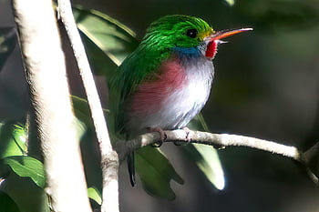 Cuba, Matanzas, cienaga de zapata, tody cubano, uccello, birdwatching, natura, endemico, piume, becco, arroccato