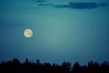 White Full Moon, trees, night sky, full moon, moonlight, nature, landscape, silhouette, forest, evening, clouds