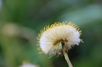 mniszek lekarski, kwiat, Natura, makro, wiosna, łąka, flora, posiew