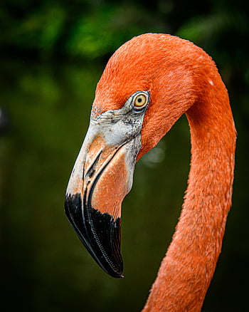 flamingo, portræt, tæt på, levende orange fjerdragt, slående funktioner, fugl, dyreliv, natur, dyr fotografering, orange fjer, næb