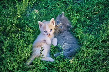 cats, kittens, pets, kitty, young Cats, animals, domestic Cats, feline, nature, mammals, cute