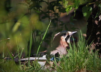 jay, bird, songbird, nature, wildlife, feathers, plumage, garden, sitting, raven Bird, foraging