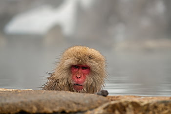 animal, asia, bathing, cute, ecotourism, hell Valley, hot Spring, japan, japanese Macaque, japanese Monkey, monkey