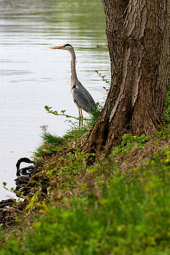 grey Heron, bird, lake, bank, heron, wading Bird, water Bird, animal, wildlife, nature, birdwatching