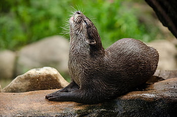 otter, animal, wildlife, water Marten, mammal, nature