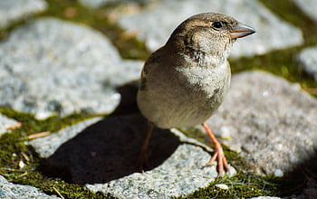moineau, oiseau, animal, observation des oiseaux, ornithologie, faune, la nature, aviaire