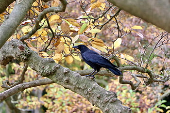 gagak, burung gagak, burung, corvus, mengamati burung, bulu, bulu burung, paruh, ilmu burung, hewan, margasatwa