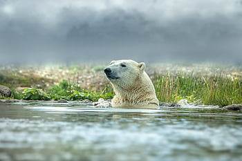 polar Bear, bear, antarctica, endangered Species, carnivore, national Park, animal, wildlife, mammal, nature, arctic