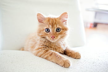 kucing, anak kucing, kucing betina, membelai, kucing muda, alam, hewan, kucing rumahan, licik, mamalia, imut
