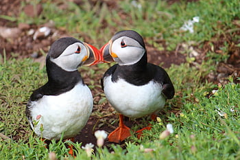 puffins, Příroda, ptáků, ptačí, ornitologie, volně žijících živočichů, zvířat, tráva, zobáky, pár, polibek
