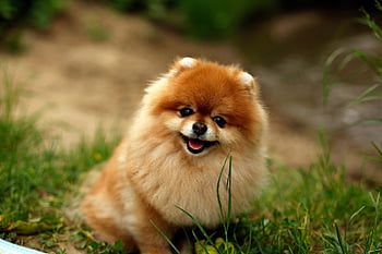 cane, natura, cucciolo, soffice, erba, spitz, canino, animale domestico, domestico, animale