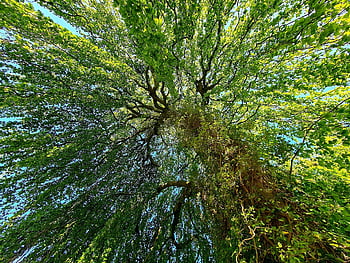 baum, baume, baumkrone, Κύστη, laub, πάρκο, garten, wald, entschleunigung, entspannung, φυσικό