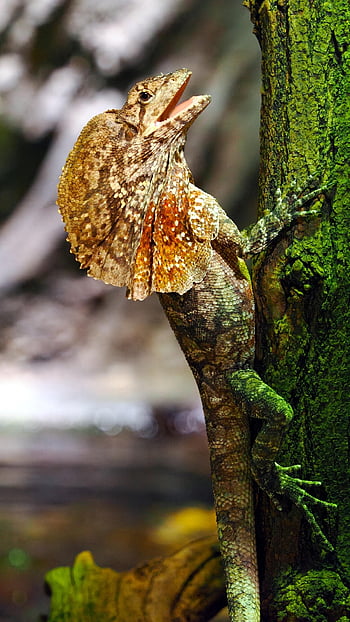 plaża, jaszczurka, zwierzę, Natura, fauna, gad, dzikiej przyrody