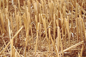 stubble, stubble Field, grain Stubble, harvest, harvested, grain, field, stalks, straw, harvest Time, autumn
